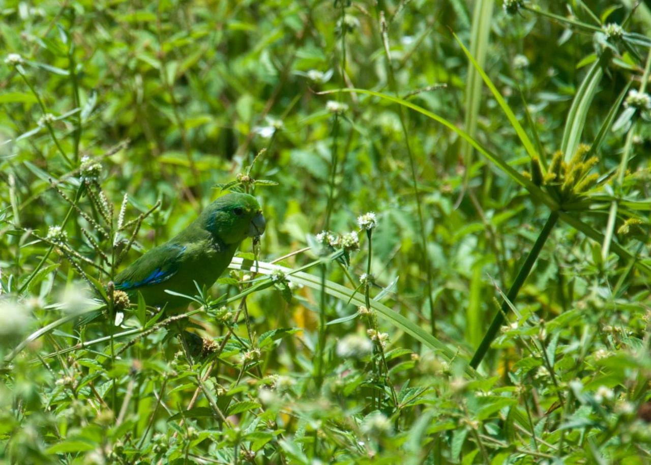 Recanto dos Dendês Chalés Serra Grande  Esterno foto